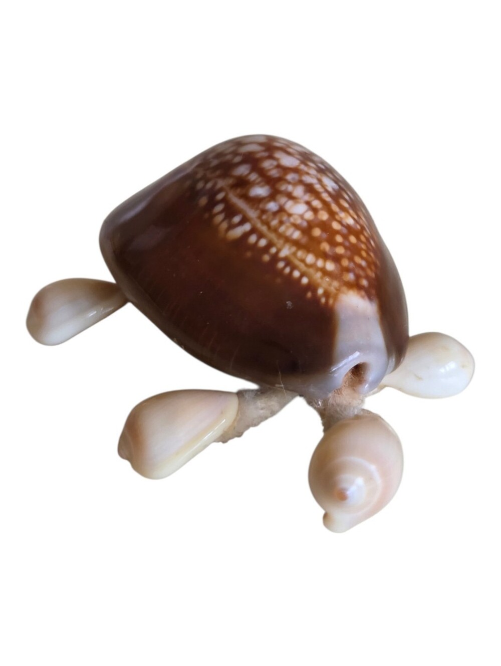 vintage sea turtle shell brooch pin spotted cowrie coffee bean beach souvenir